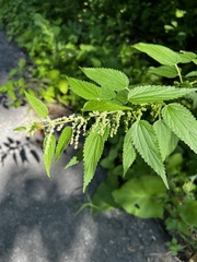 Urtica gracilis