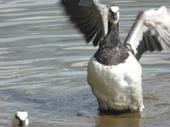 Branta leucopsis
