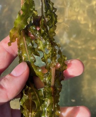 Potamogeton crispus