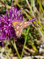 Pyrausta purpuralis