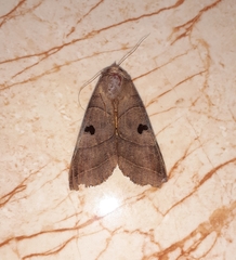 Thyas coronata