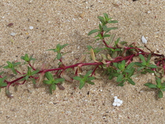 Pectis multiflosculosa