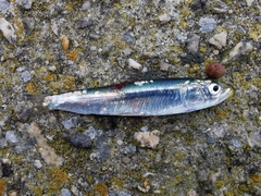Sardina pilchardus