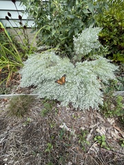 Vanessa virginiensis