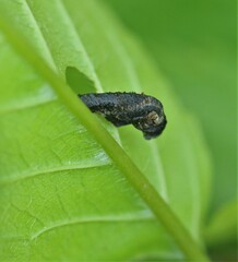 Coleophora anatipennella