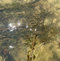 Potamogeton crispus