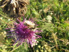 Bombus veteranus
