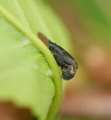 Coleophora anatipennella