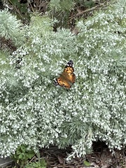 Vanessa virginiensis