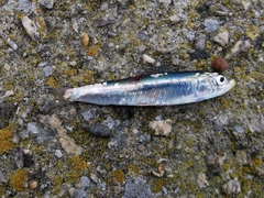 Sardina pilchardus