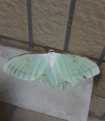 Actias aliena aliena