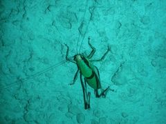 Eupholidoptera chabrieri