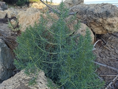 Salsola