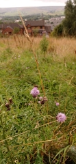 Cirsium arvense