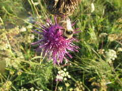 Bombus veteranus