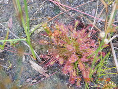Drosera intermedia