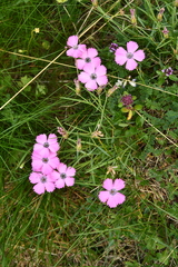Dianthus pavonius