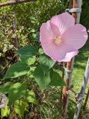 Hibiscus moscheutos