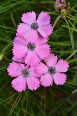 Dianthus pavonius