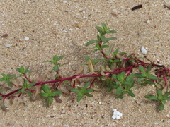 Pectis multiflosculosa