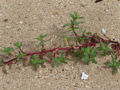 Pectis multiflosculosa