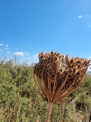 Daucus carota