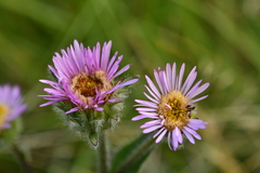 Erigeron alpinus