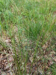 Juncus effusus