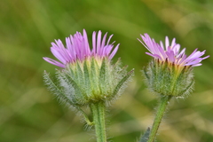 Erigeron alpinus