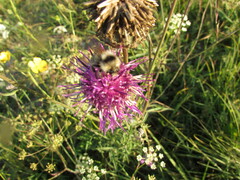 Bombus veteranus
