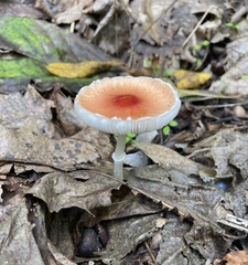 Leucoagaricus rubrotinctus