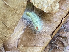 Calliteara pudibunda