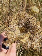 Daucus carota