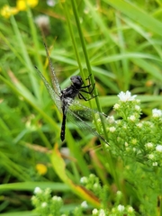 Leucorrhinia intacta
