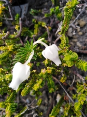 Erica calcareophila