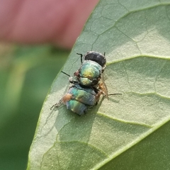 Entomophthora muscae