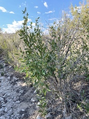 Populus angustifolia