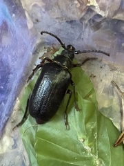 Prionus coriarius