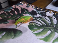 Pycnopalpa bicordata