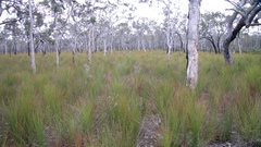 Xanthorrhoea fulva