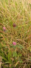 Trifolium pratense