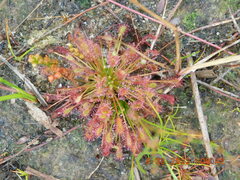 Drosera intermedia