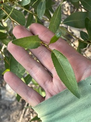 Populus angustifolia