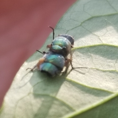 Entomophthora muscae