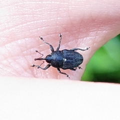 Odontocorynus