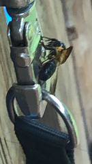 Megachile sculpturalis