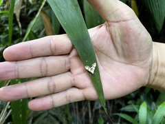 Sameodes cancellalis