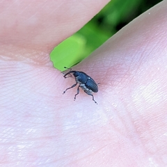 Odontocorynus