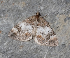 Dysstroma citrata