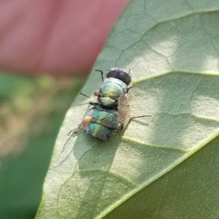 Entomophthora muscae